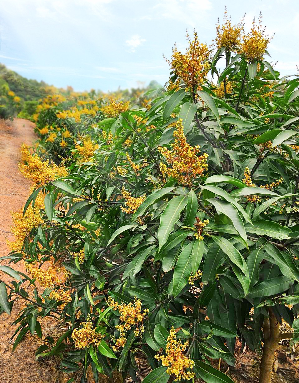 寶來(lái)芒果果園
