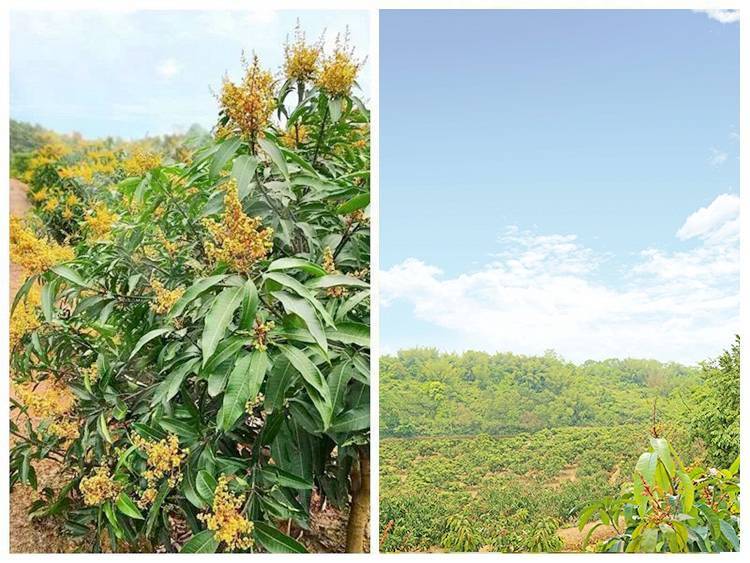 1526027820277751.jpg 0 (8).jpg