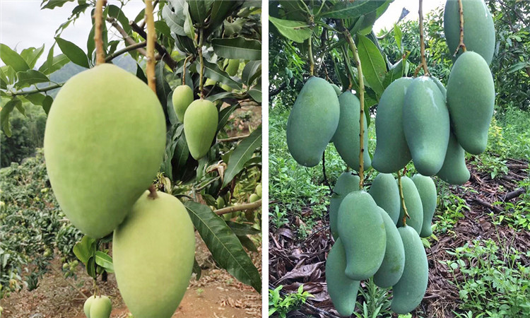 1560498392341912.jpg 1.2.jpg