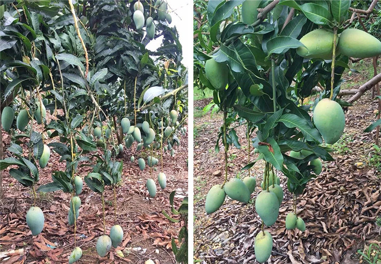 1560498403866271.jpg 1.1.jpg